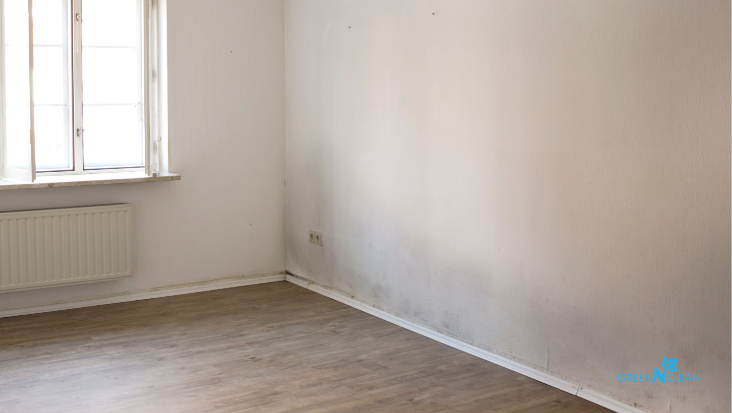 Mould Flooding Auckland